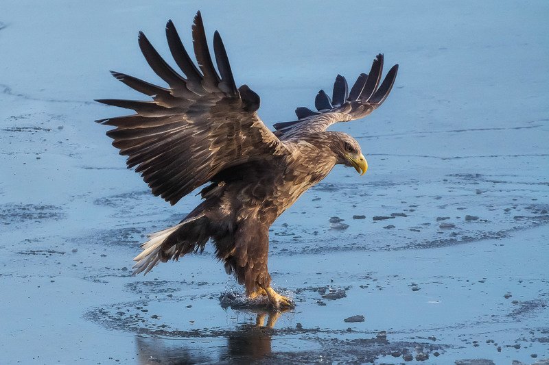 Белохвост фото превью