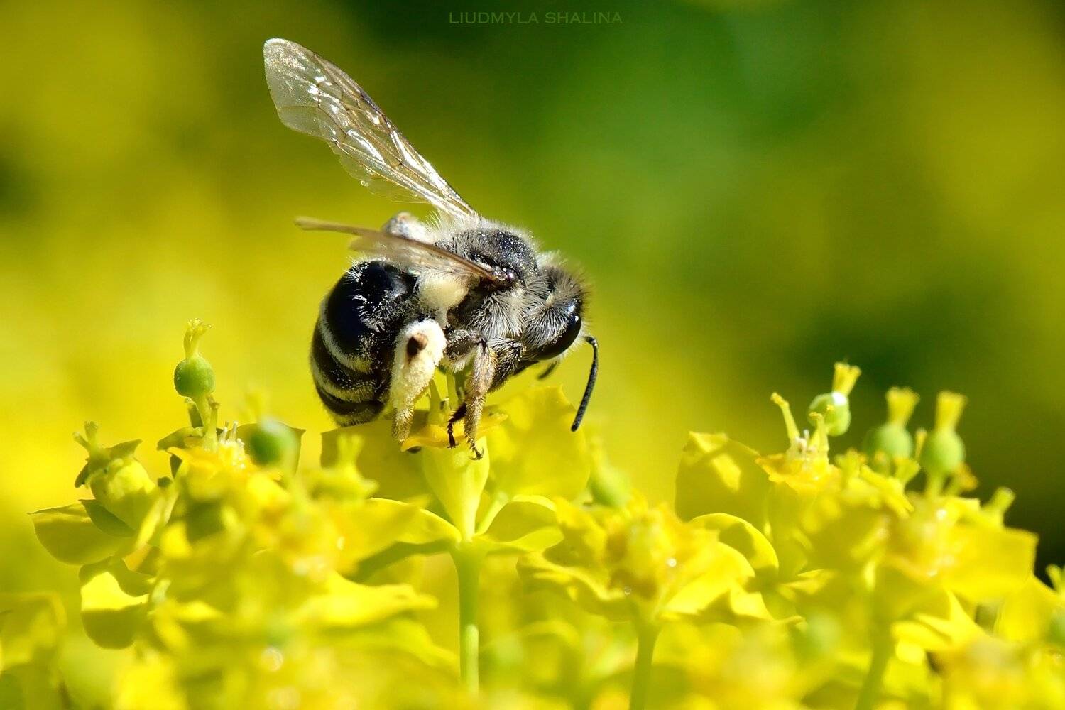 пчела , весна , цветение , мед , молочай, Людмила Шалина