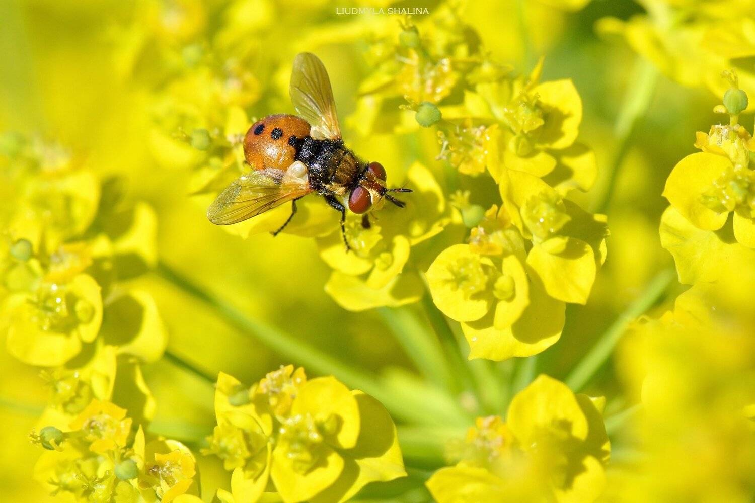 весна , цветение , молочай , муха, Людмила Шалина