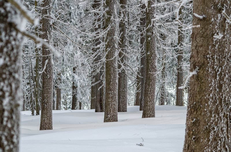 Winter forest фото превью