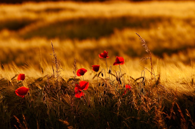 I walk around Warmia фото превью