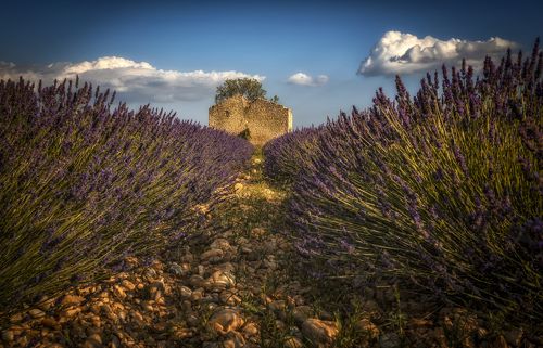 сквозь лаванду