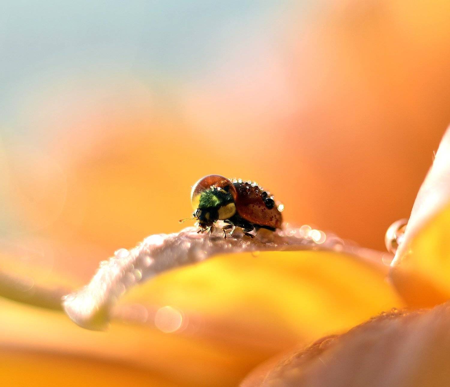 макро, насекомые, коровка, божья коровка, капелька, вода, волшебство, солнце, россия, макро мир,, Эля Draw