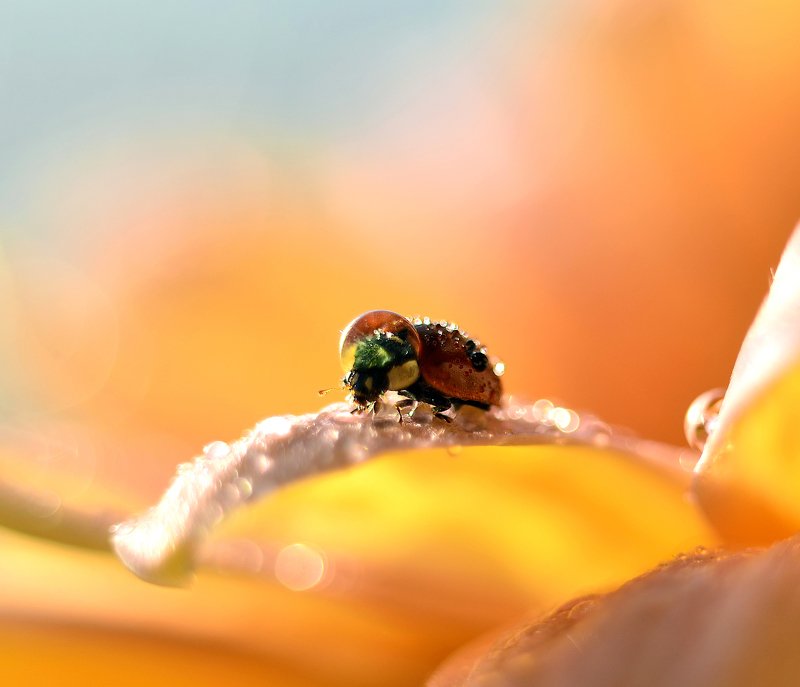 макро, насекомые, коровка, божья коровка, капелька, вода, волшебство, солнце, россия, макро мир, Солнечный гость фото превью