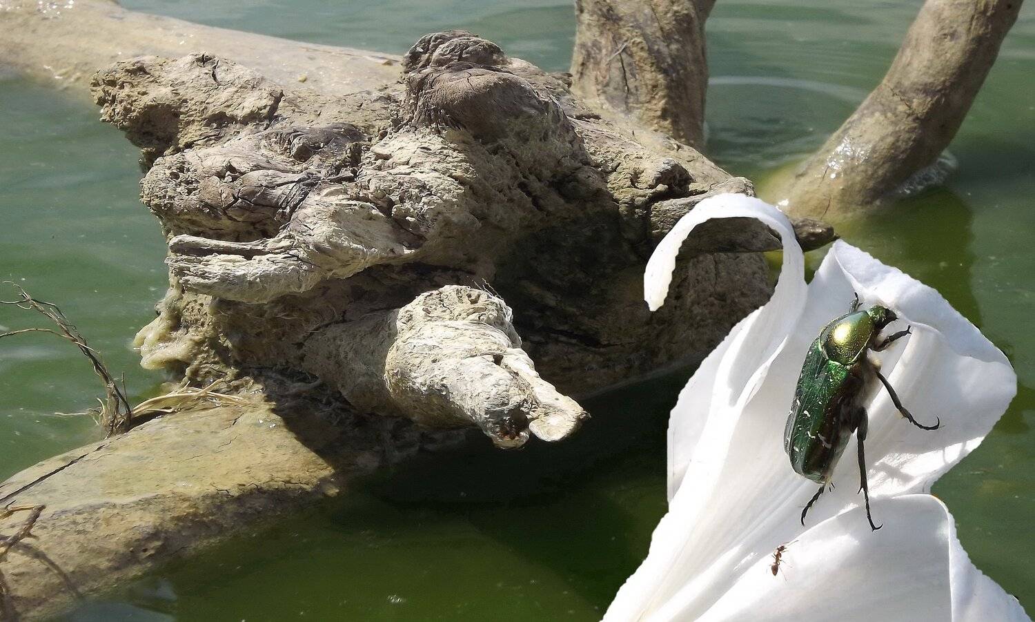 одесса, Сергей Кошелев