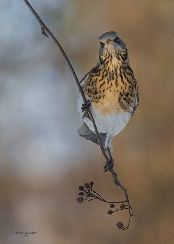 , Валерий Субачев