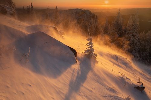 Golden Blizzard