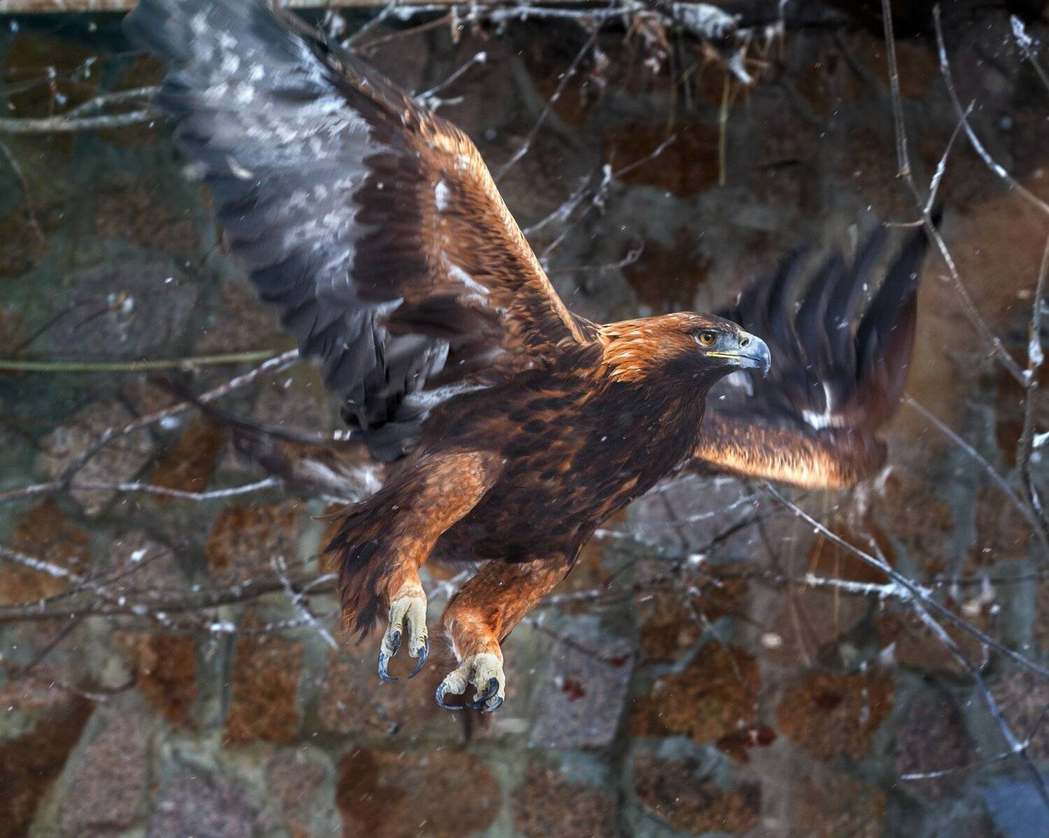 беркут, Олег Богданов