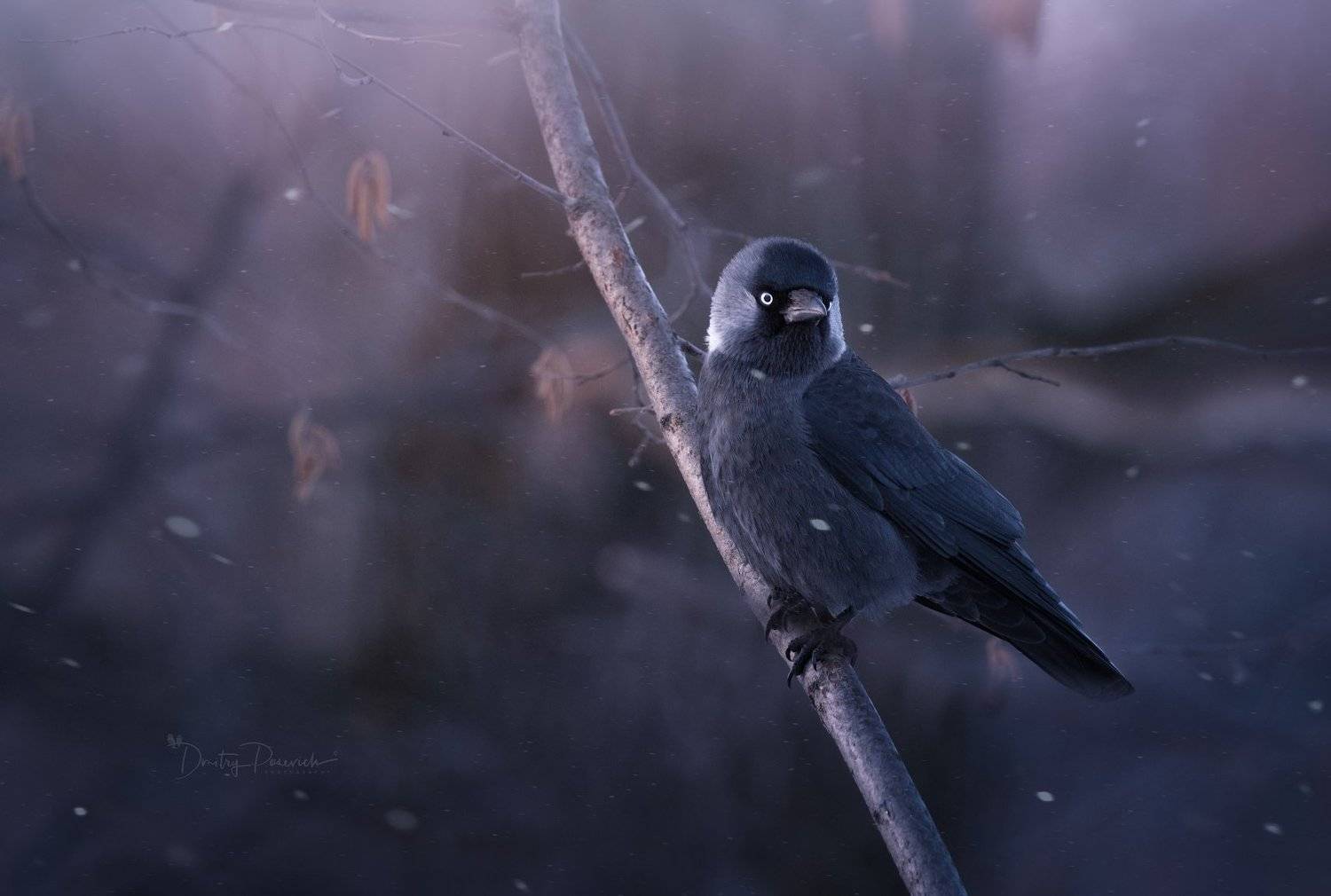 природа, лес, животные, птицы, Дмитрий Посевич