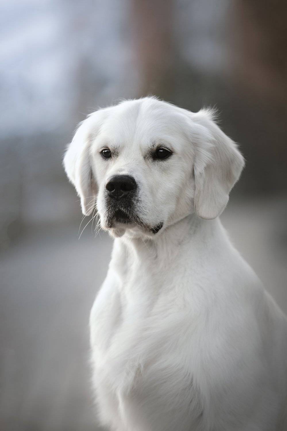 золотистый ретривер, Erika Tsogoeva