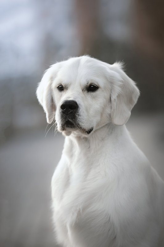 золотистый ретривер  фото превью