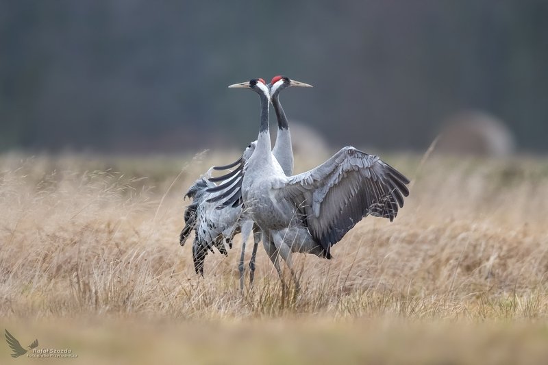 Zakochane Żurawie, Common Crane (Grus grus) ... 2020r фото превью