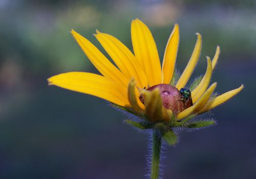 Утро осы блестянки