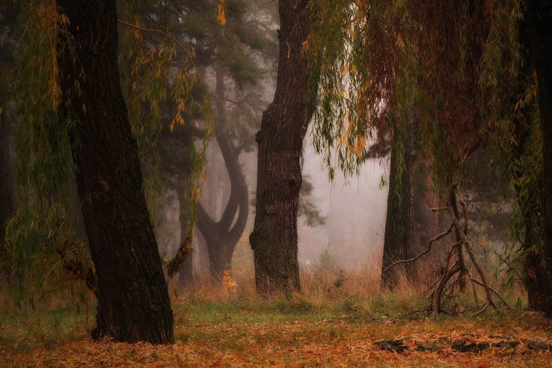 вечер осень лес  Осенний лес(V) фото превью