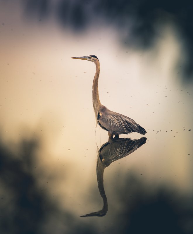 Great Blue Heron фото превью
