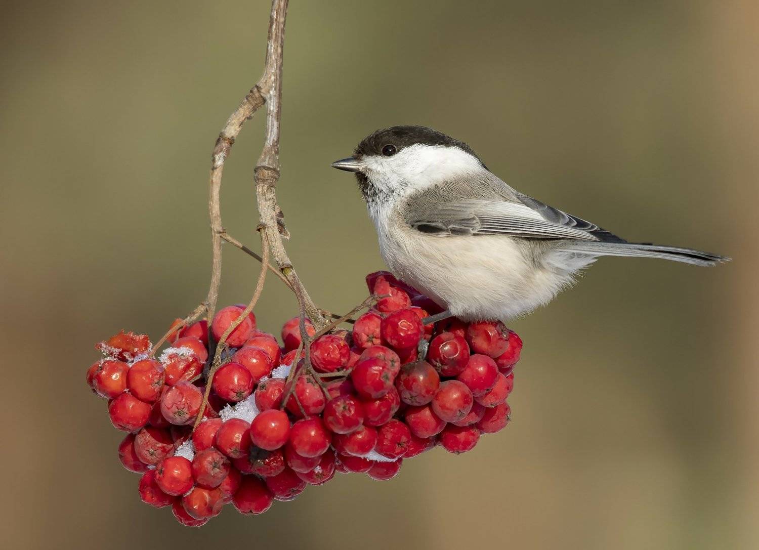 птицы,природа, зима, Андрей Киселёв