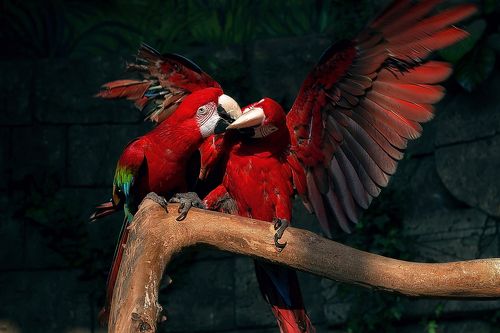 Red macaws