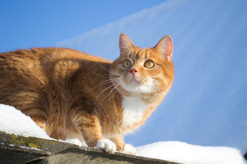 Sir William in the snow фото превью