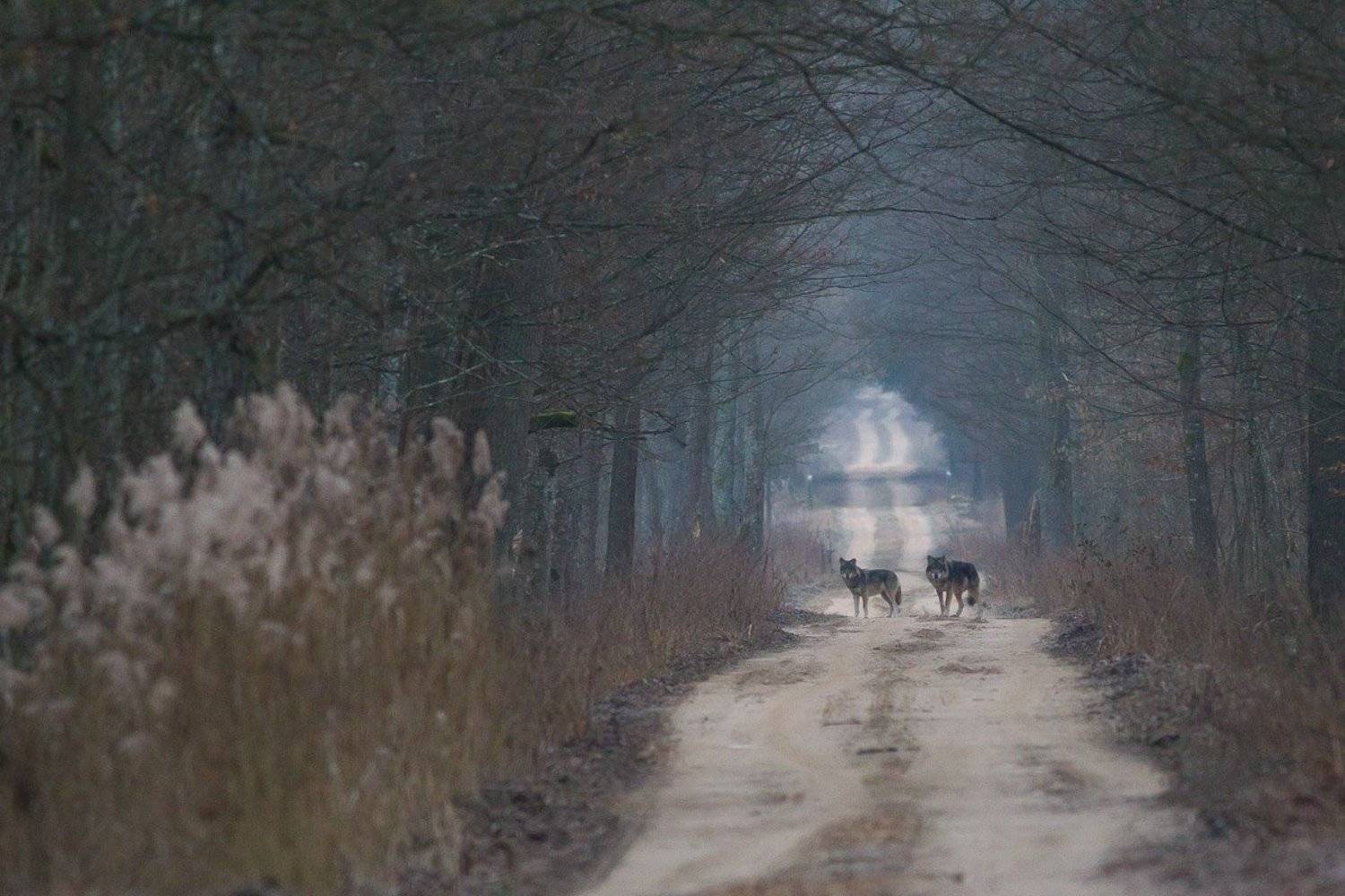 las,ssaki,zwierzęta,przyroda,wilki, Marcin Zakrzewski