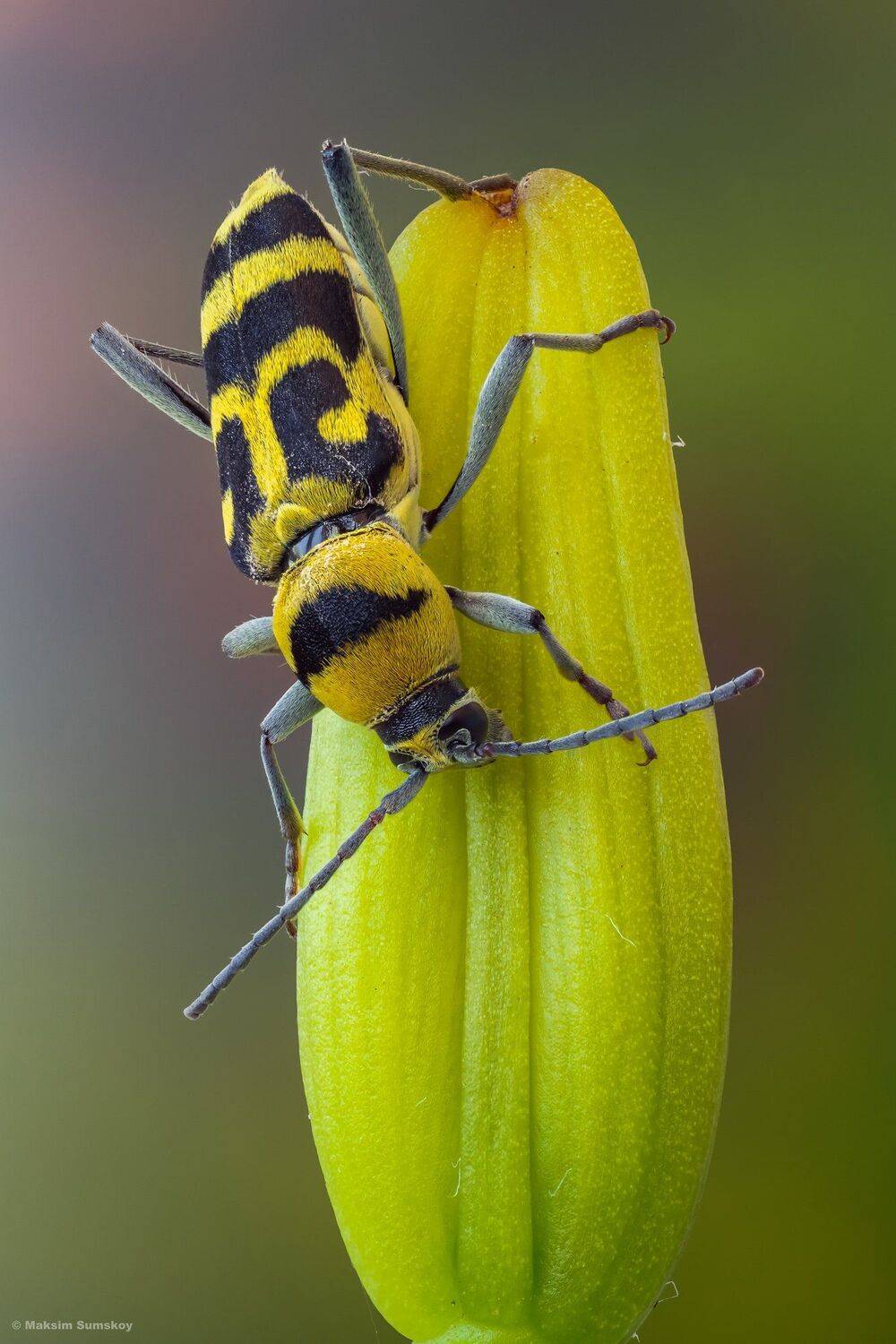 макро,стекинг,вега-11у, Максим Сумской