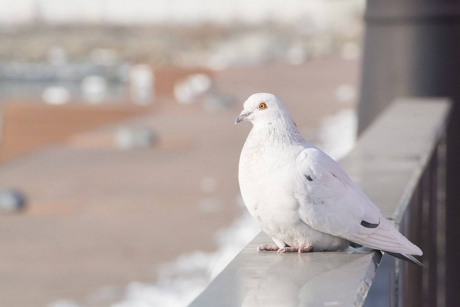 , Шинкарева Елена