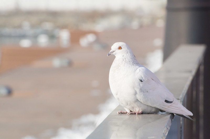 Голубка фото превью