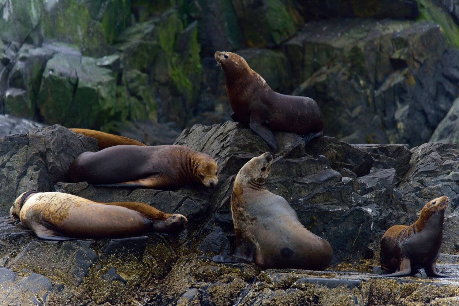 сивучи, фото, камчатка, океан, животные, природа, путешествие, Karasev Pavel