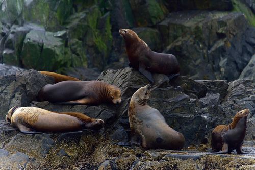 Сивучи Камчатки