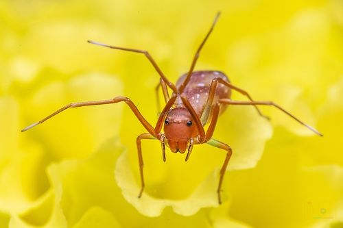 An amyciaea in the garden