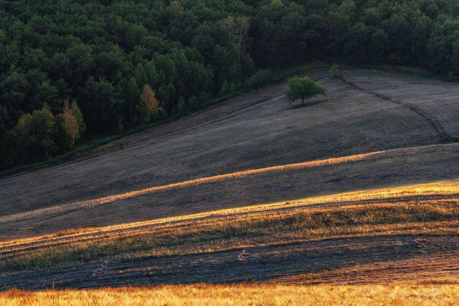 закат, лес, опушка, дерево, поляна, кувандык, оренбуржье, Илья Логачёв