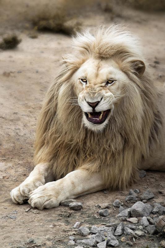 cat,lion,wild,wildanimal ,wildanimals,wildlife,wildlifephotography,wildanimalphotography, дикие животные, животные, лев, кот, кошки, зоопарк, минск, беларусь, The Lion King фото превью