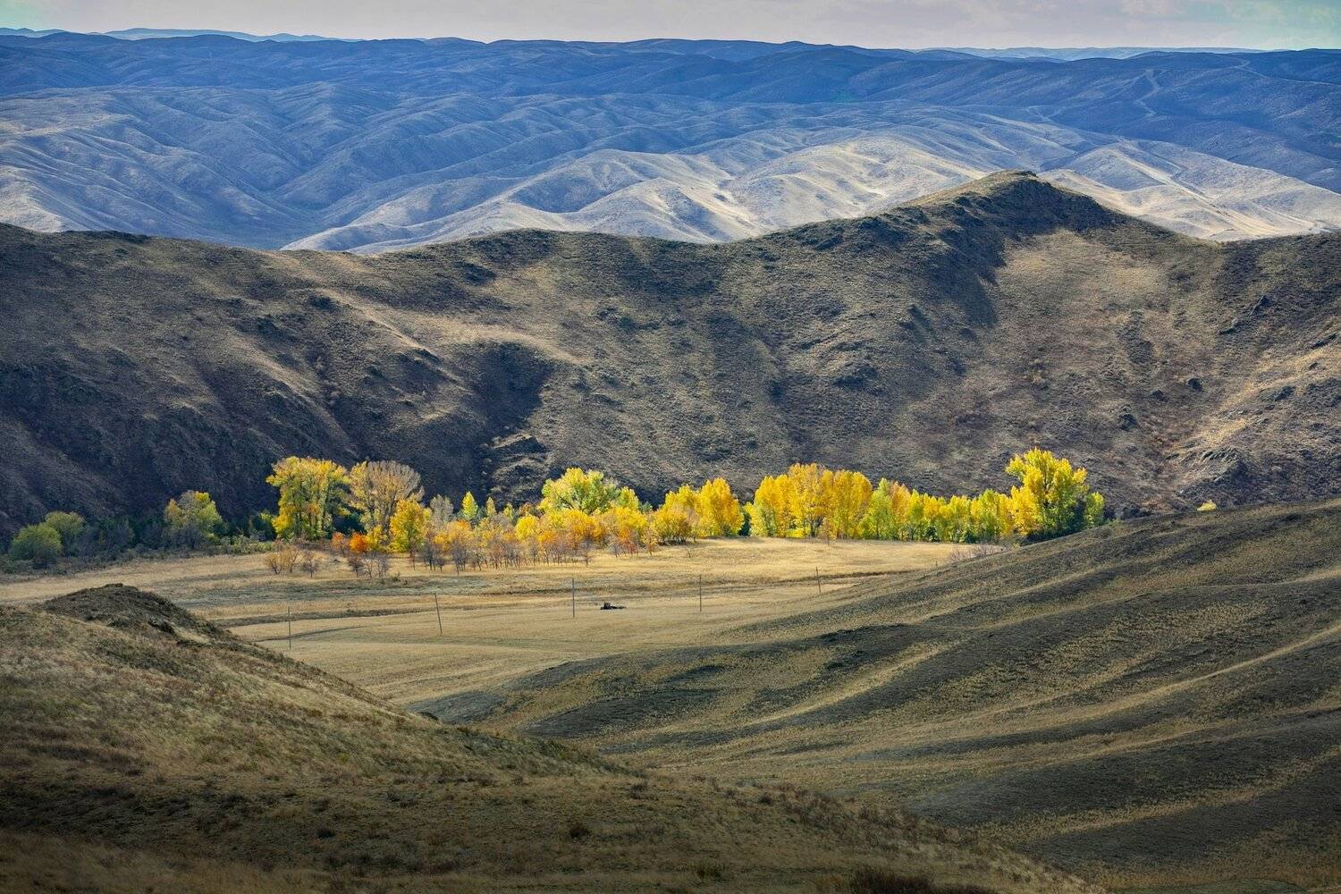 Белошапки, петр чиков