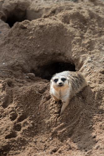 Meerkat at the hole