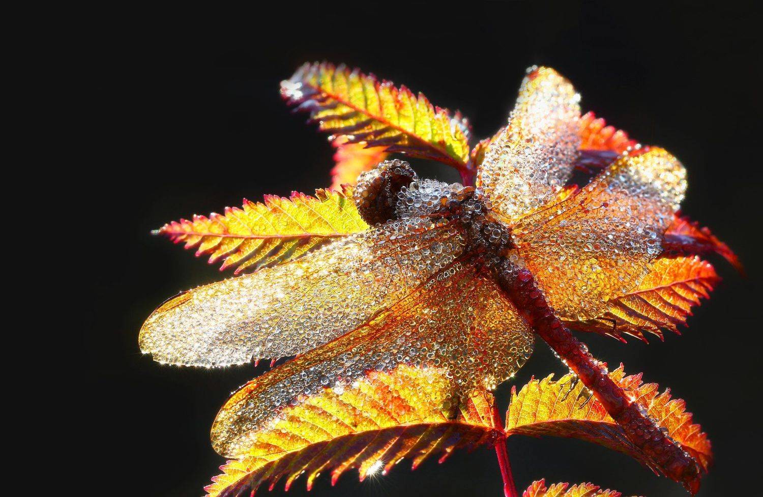 , Иван Науменко