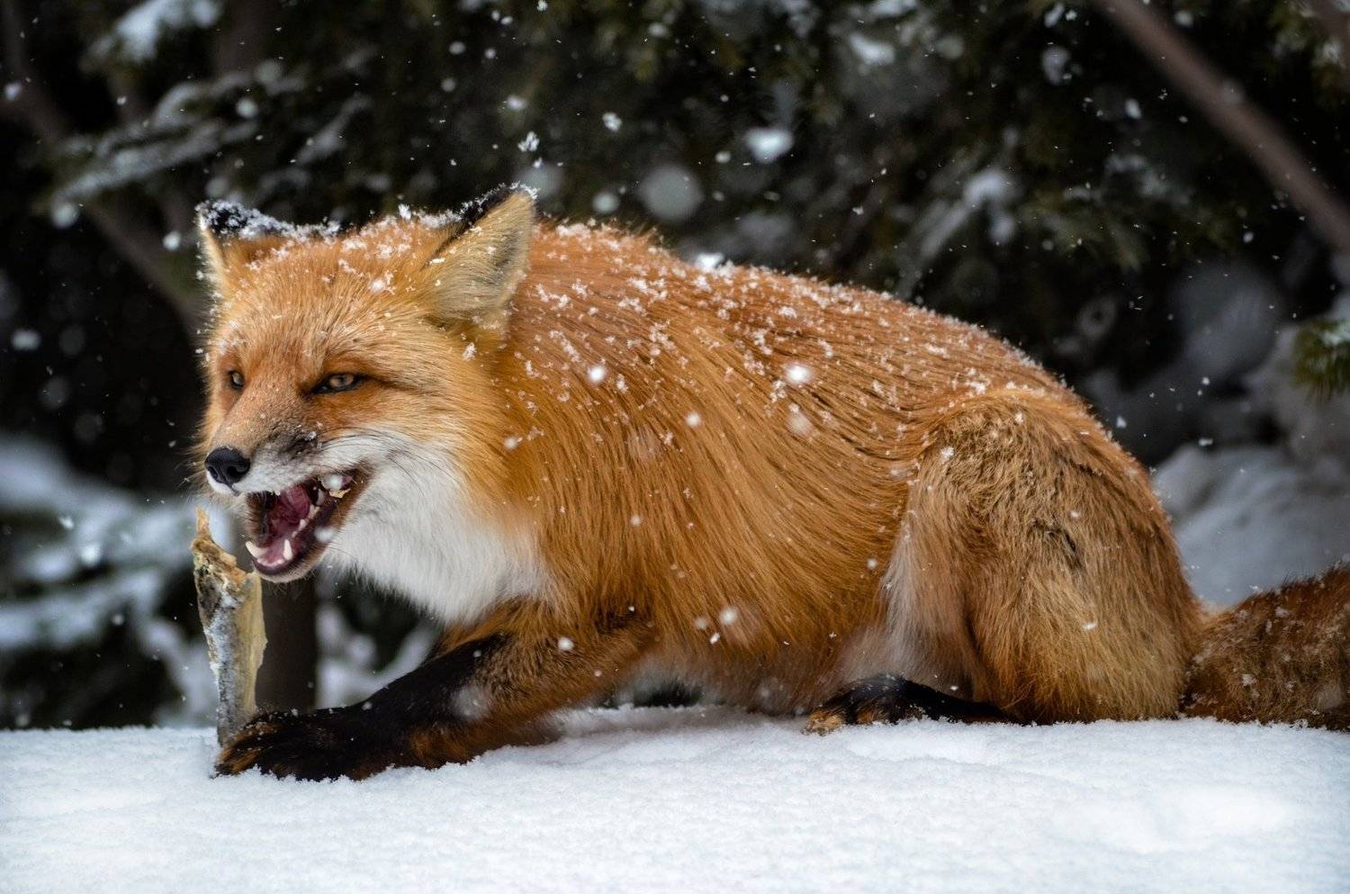 лиса, лисы, животные, снег, зима, animals, fox, foxes, animal, лис, red fox, forest, лес, Вероника Романенко