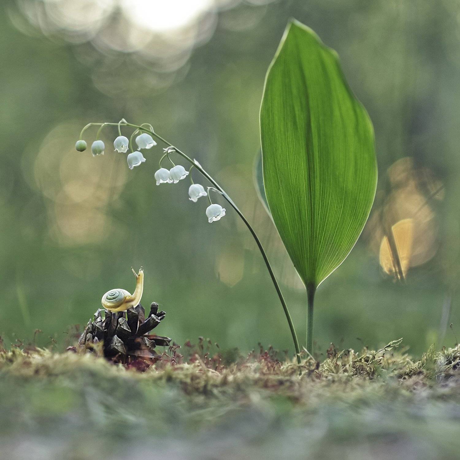 улитка, ландыши, закат, весна, шишка, Александр Гвоздь