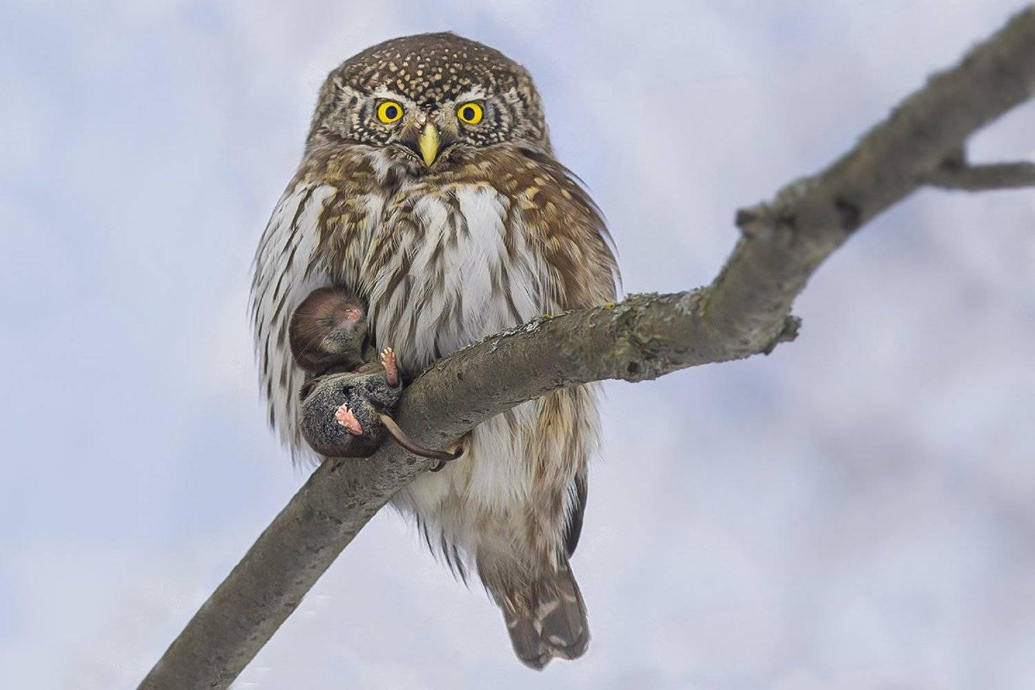 птица, сыч, охота, добыча, Наталия Сытина