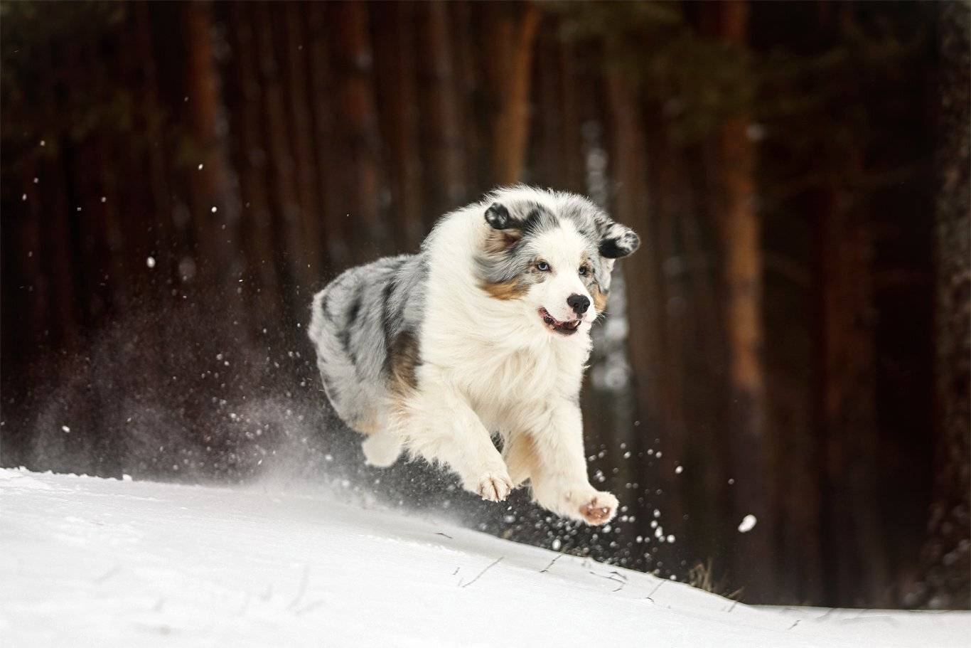 , Андрей Ершов