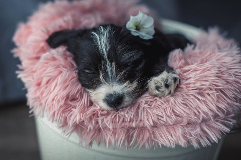 Inka фото превью