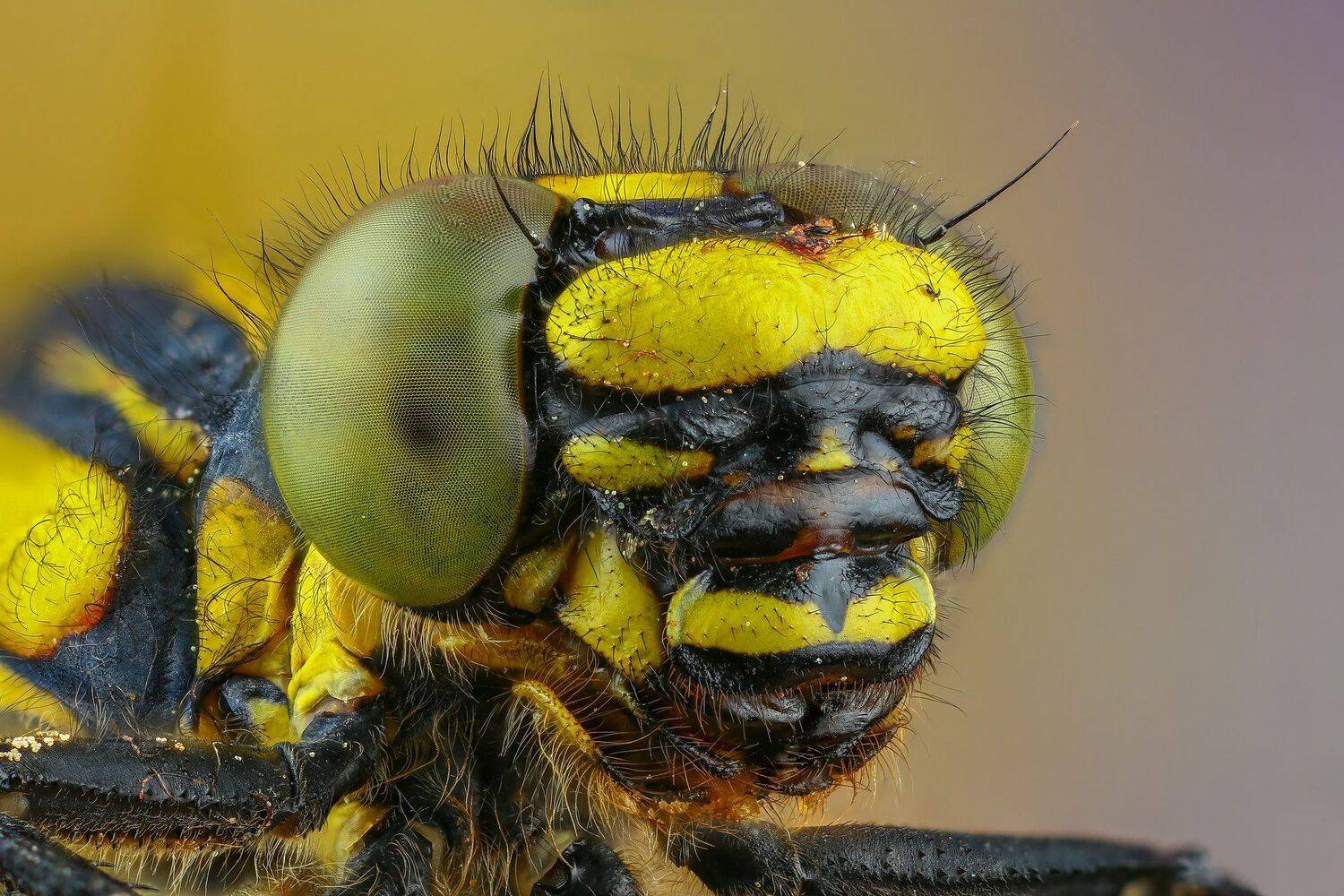 стрекоза макро природа насекомое цвет зеленый желтый портрет, Андрей Шаповалов