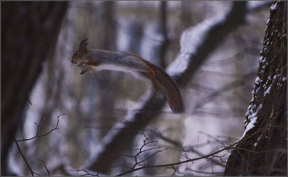 зима, лес, белка, АНАТОЛИЙ ДОВЫДЕНКО