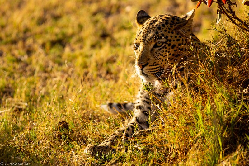 Leopard фото превью