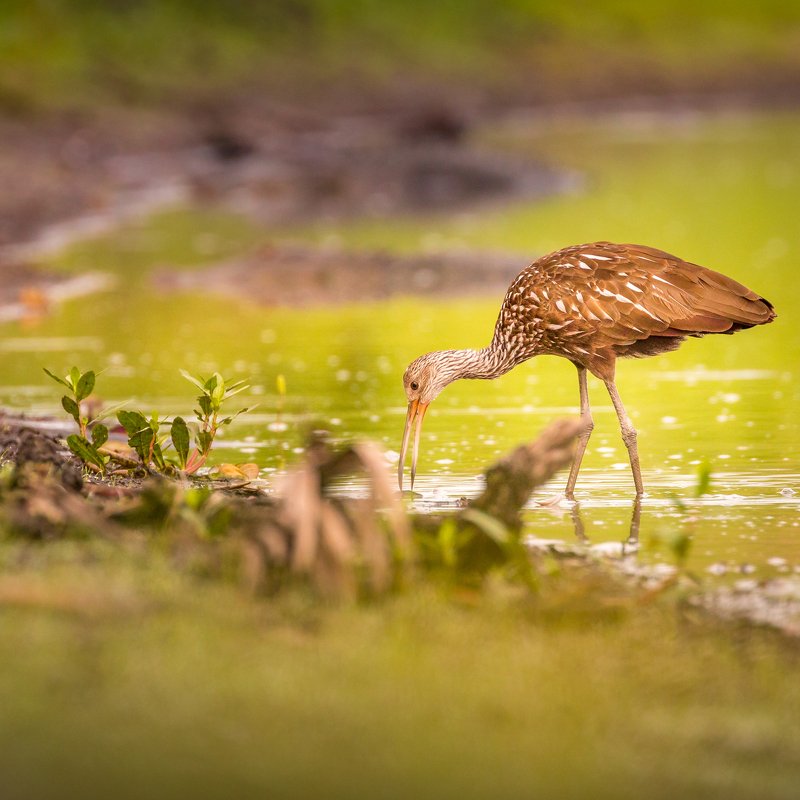 Limpkin фото превью