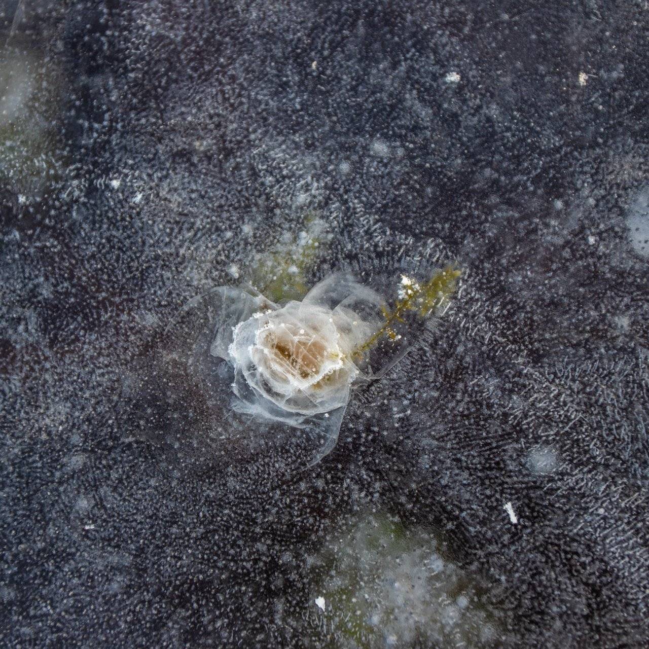 , Елена Маковоз