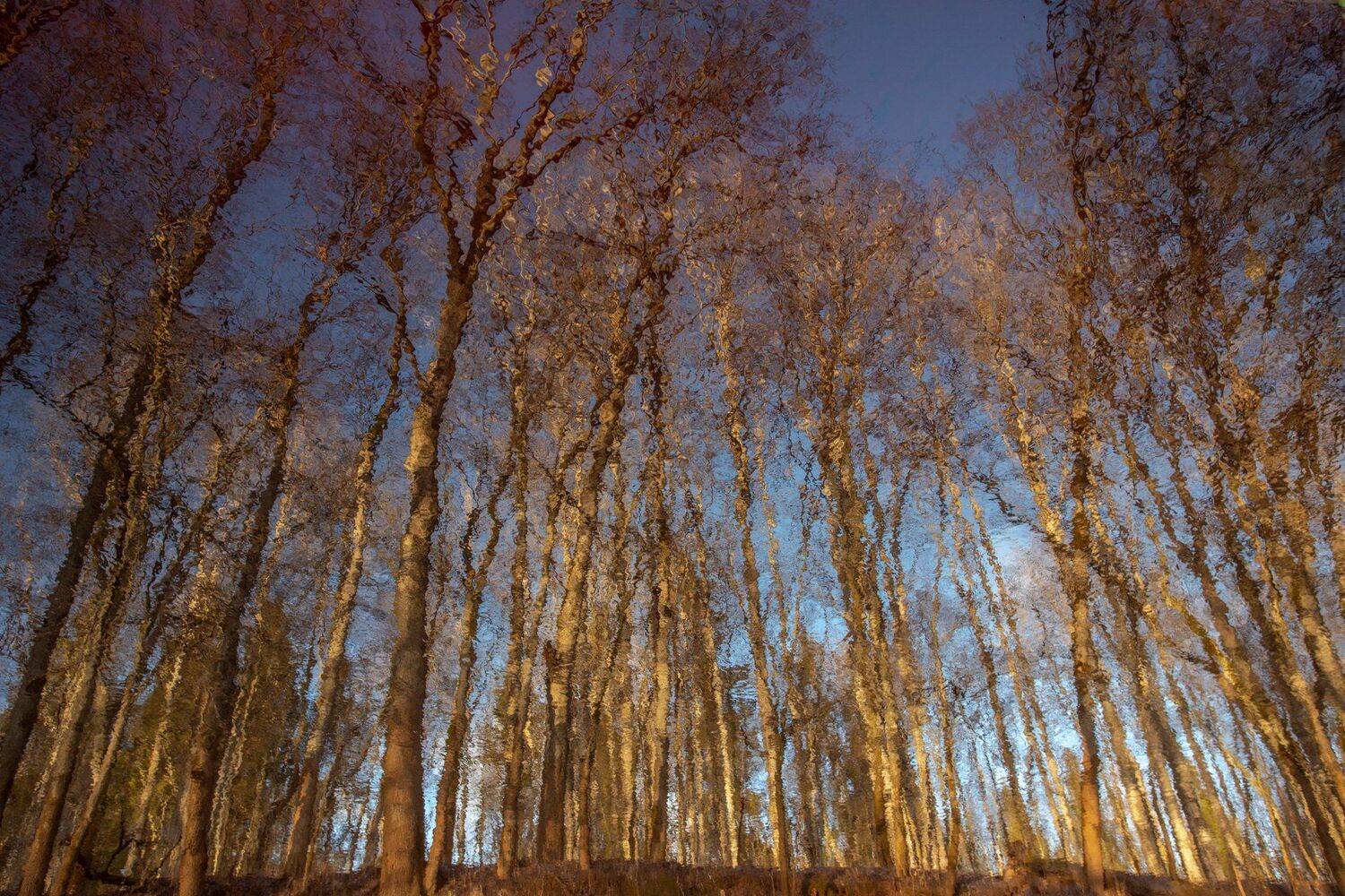 , Елена Маковоз