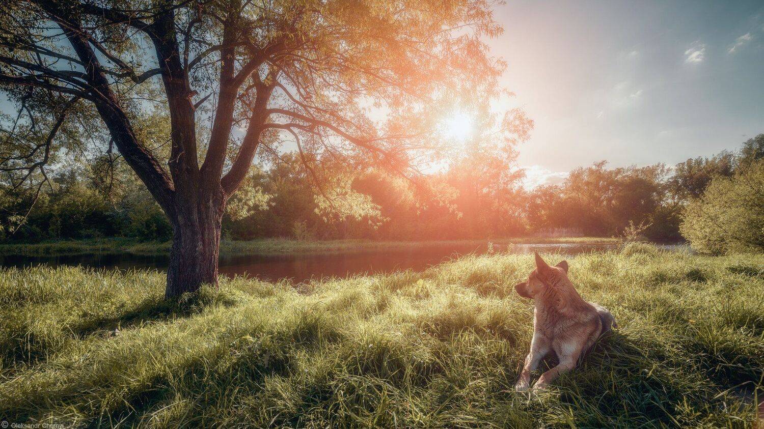 украина, коростышев, природа, полесье, озеро, тишина, уединение, счастье, жизнь, собака, созерцание, сказка, солнце, тепло, счастье, вдохновение,  жизнь, фотограф, чорный,, Александр Чорный