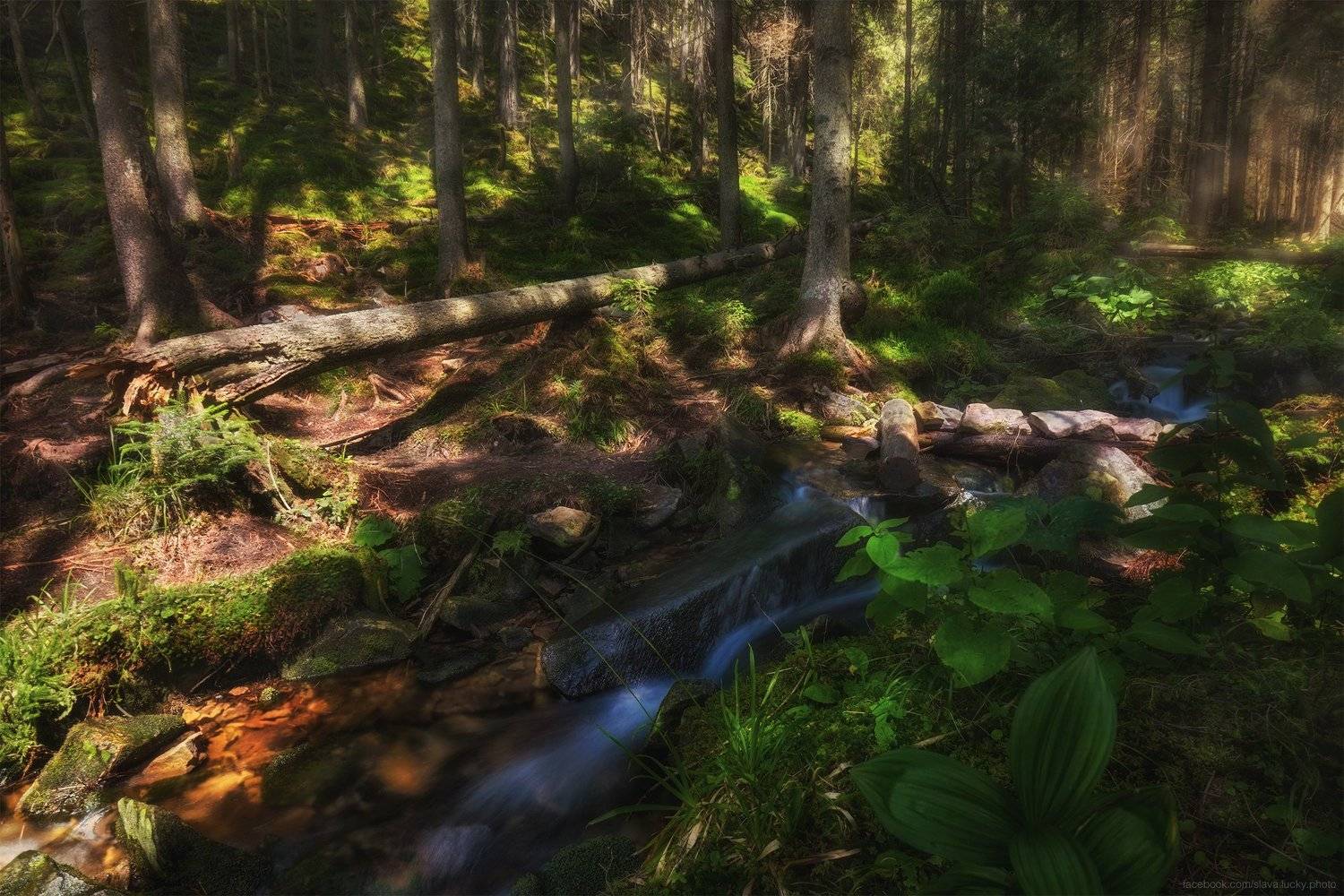 родник, ручей, горы, лес, природа, лето, мох, камни, свет, карпаты, Slava Lucky