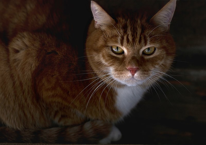 Cat under the roof фото превью