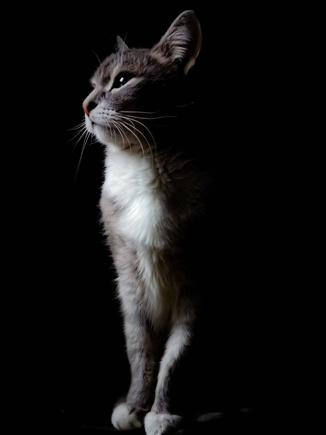 кот, Алексей Алексеев