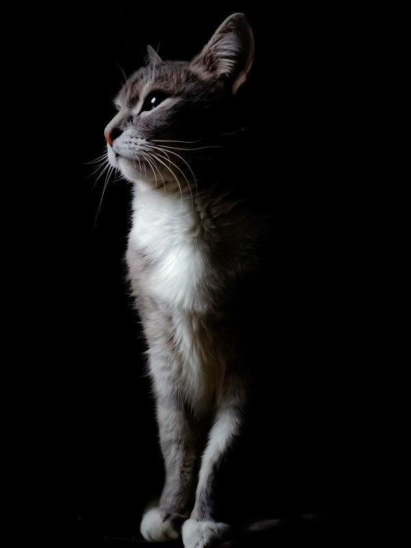 кот Кот фото превью